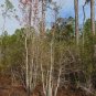 Dwarf Tupelo Tree Bear Tupelo Nyssa ursina 10 Seeds