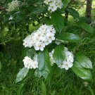 Dotted Hawthorn Flowering Tree 20 Seeds Crataegus punctata