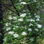 Dotted Hawthorn Flowering Tree 20 Seeds Crataegus punctata