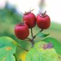 Dotted Hawthorn Flowering Tree 20 Seeds Crataegus punctata