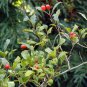 Dotted Hawthorn Flowering Tree 20 Seeds Crataegus punctata