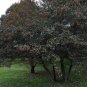 Dotted Hawthorn Flowering Tree 20 Seeds Crataegus punctata