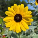 Silverleaf Sunflower 100 Seeds Helianthus argophyllus