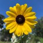 Silverleaf Sunflower 100 Seeds Helianthus argophyllus