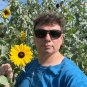 Silverleaf Sunflower 100 Seeds Helianthus argophyllus