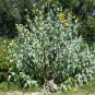 Silverleaf Sunflower 100 Seeds Helianthus argophyllus