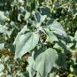Silverleaf Sunflower 100 Seeds Helianthus argophyllus