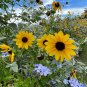 Silverleaf Sunflower 100 Seeds Helianthus argophyllus