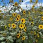 Silverleaf Sunflower 100 Seeds Helianthus argophyllus