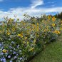 Silverleaf Sunflower 100 Seeds Helianthus argophyllus
