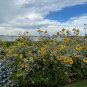 Silverleaf Sunflower 100 Seeds Helianthus argophyllus