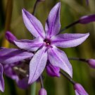Society Garlic Tulbaghia violacea 100 Seeds