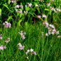Society Garlic Tulbaghia violacea 100 Seeds