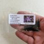 Society Garlic Tulbaghia violacea 100 Seeds