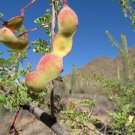 Catclaw Acacia 25 Seeds Acacia greggii Catclaw Acacia 25 Seeds Acacia greggii