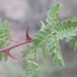 Catclaw Acacia 25 Seeds Acacia greggii