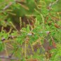 Catclaw Acacia 25 Seeds Acacia greggii