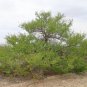 Catclaw Acacia 25 Seeds Acacia greggii