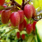 Thorny Olive Elaeagnus pungens 20 Seeds