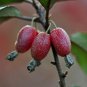 Thorny Olive Elaeagnus pungens 20 Seeds