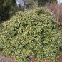 Thorny Olive Elaeagnus pungens 20 Seeds