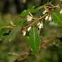 Thorny Olive Elaeagnus pungens 20 Seeds