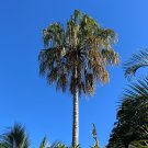 Ribbon Fan Palm 5 Seeds Livistona decipiens Ribbon Fan Palm 5 Seeds Livistona decipiens