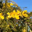 Desert Cassia Cassia polyphylla 50 Seeds