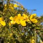 Desert Cassia Cassia polyphylla 50 Seeds