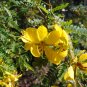 Desert Cassia Cassia polyphylla 50 Seeds