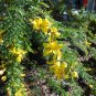 Desert Cassia Cassia polyphylla 50 Seeds