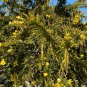 Desert Cassia Cassia polyphylla 50 Seeds