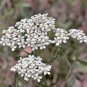 White Yarrow 1000 Seeds Achillea millefolium