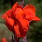 Large Flowered Red Canna 10 Seeds Canna generalis Large Flowered Red Canna 10 Seeds Canna generalis