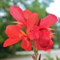 Large Flowered Red Canna  10 Seeds  Canna generalis