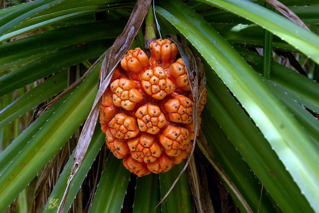 Fragrant Screw Pine  5 Seeds  Pandanus odoratissimus