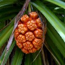 Fragrant Screw Pine  5 Seeds  Pandanus odoratissimus