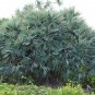 Fragrant Screw Pine  5 Seeds  Pandanus odoratissimus