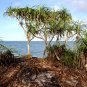 Fragrant Screw Pine  5 Seeds  Pandanus odoratissimus