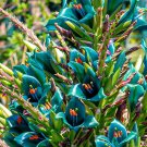 Puya Bromeliad Puya alpestris 100 Seeds Puya Bromeliad Puya alpestris 100 Seeds