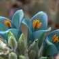 Puya Bromeliad Puya alpestris 100 Seeds