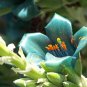 Puya Bromeliad Puya alpestris 100 Seeds