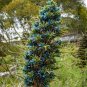 Puya Bromeliad Puya alpestris 100 Seeds