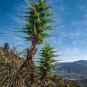 Puya Bromeliad Puya alpestris 100 Seeds