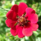 Ruby Cinquefoil 100 Seeds Potentilla atrosanguinea Ruby Cinquefoil 100 Seeds Potentilla atrosanguinea