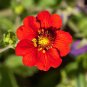 Ruby Cinquefoil 100 Seeds Potentilla atrosanguinea