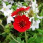 Ruby Cinquefoil 100 Seeds Potentilla atrosanguinea