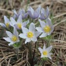Prairie Pasqueflower 100 Seeds Anemone patens