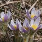 Prairie Pasqueflower 100 Seeds Anemone patens