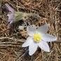 Prairie Pasqueflower 100 Seeds Anemone patens